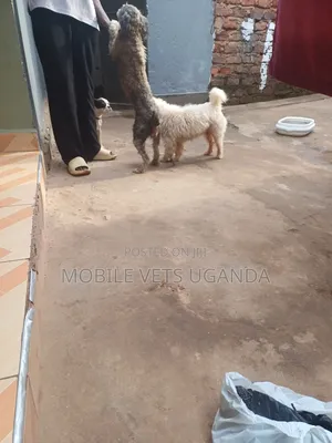 6-12 months Female Purebred Maltese