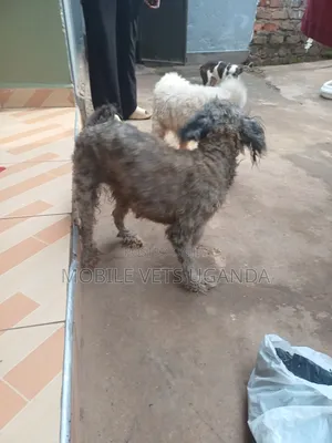 3-6 months Female Purebred Maltese