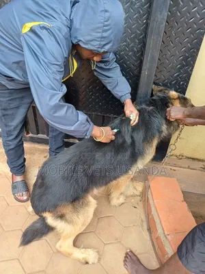 6-12 months Male Purebred German Shepherd