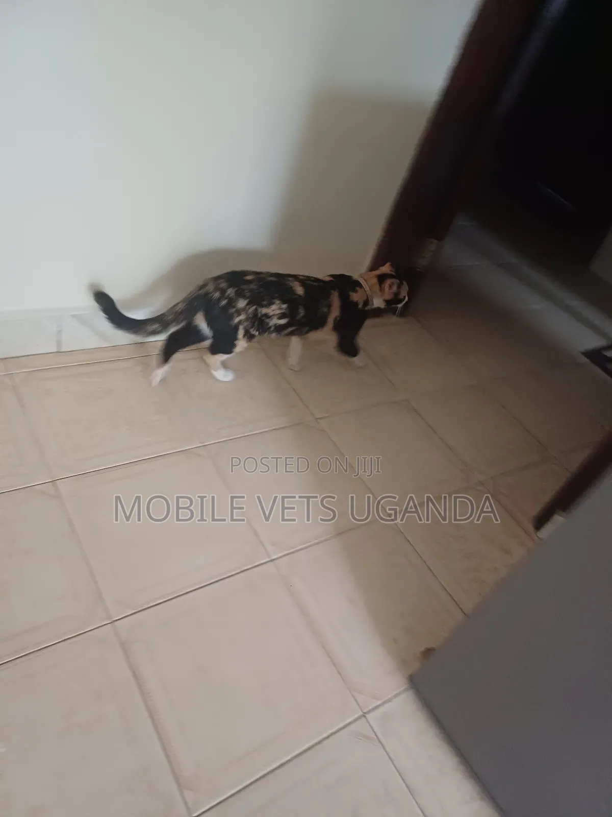 3-6 months Male Purebred Chartreux