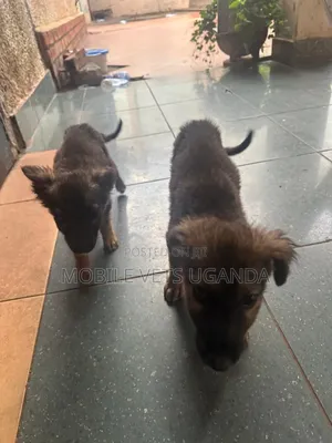 1-3 months Male Purebred German Shepherd