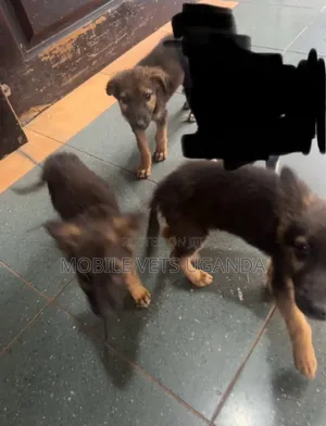 0-1 month Female Purebred German Shepherd