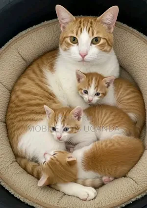 0-1 month Male Purebred Abyssinian