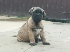 0-1 month Male Purebred Boerboel