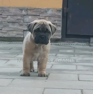 1-3 months Female Purebred Boerboel