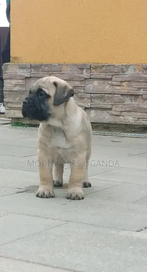 0-1 month Male Purebred Boerboel
