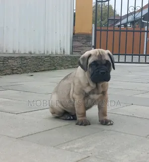 1-3 months Male Purebred Boerboel