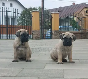 1-3 months Female Purebred Boerboel