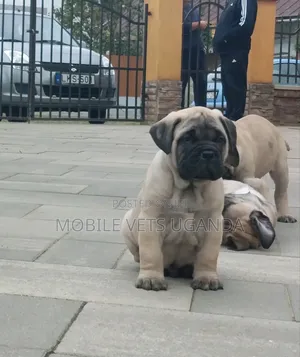 0-1 month Female Purebred Boerboel