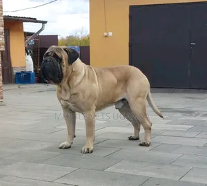 6-12 months Male Purebred Mastiff
