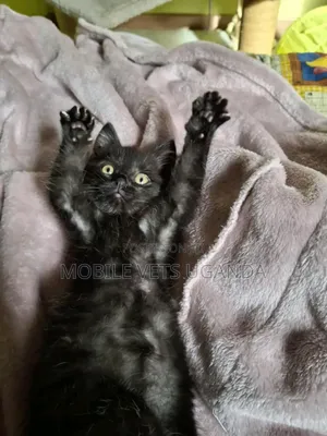 1-3 months Female Purebred Burmese