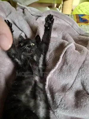 1-3 months Male Purebred Himalayan