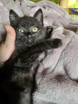 0-1 month Female Purebred Cymric