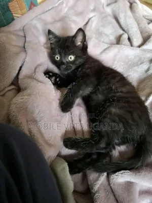1-3 months Female Purebred Cornish Rex