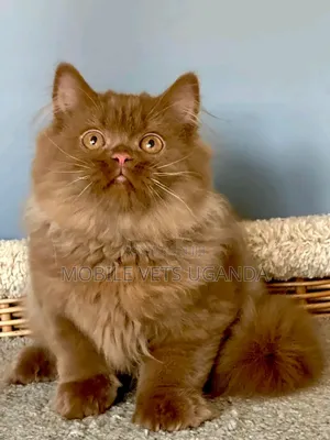 3-6 months Male Purebred Javanese