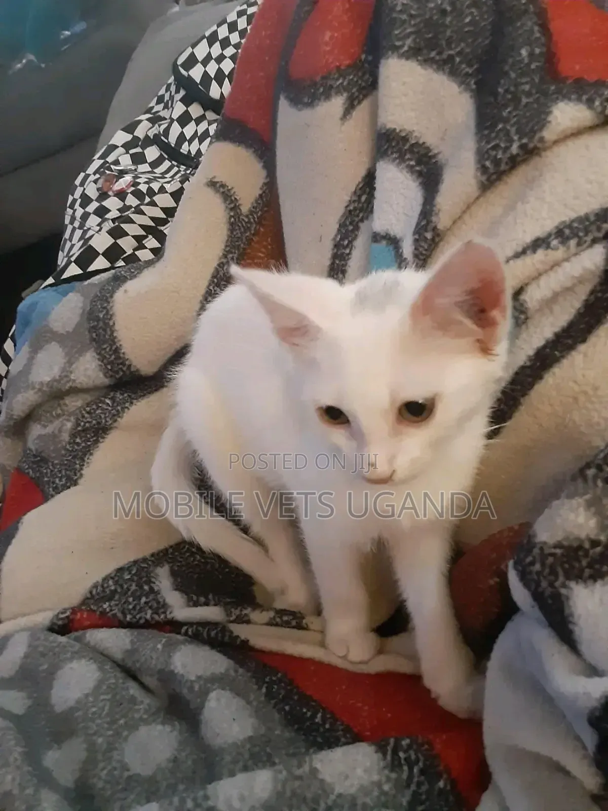 1-3 months Female Purebred Siamese