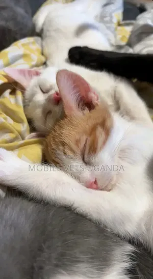 1-3 months Male Purebred American Curl