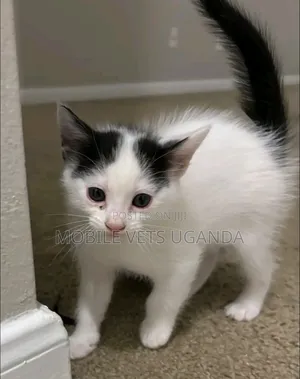 1-3 months Male Purebred Ragdoll