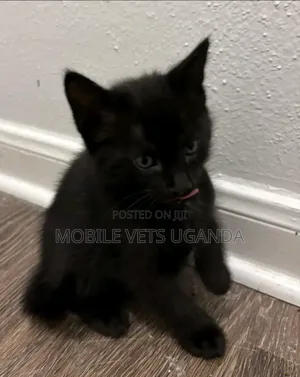 1-3 months Female Purebred Abyssinian