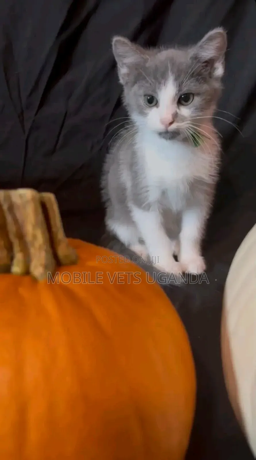 1-3 months Male Purebred Birman