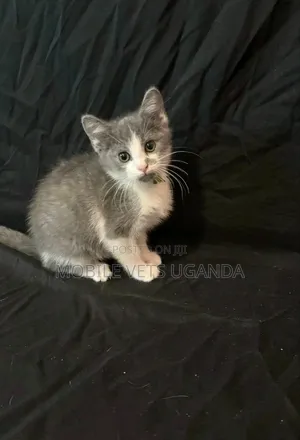 0-1 month Female Purebred Burmese