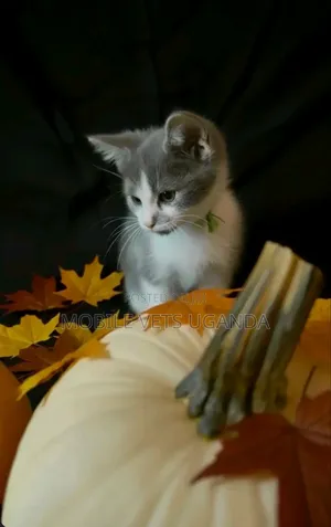 1-3 months Male Purebred Havana Brown