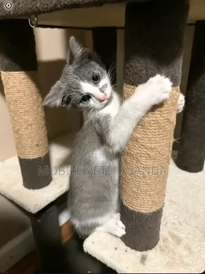 3-6 months Female Purebred Cornish Rex