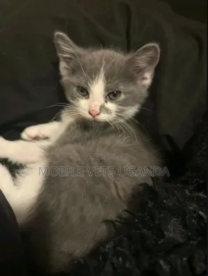3-6 months Male Purebred Korat