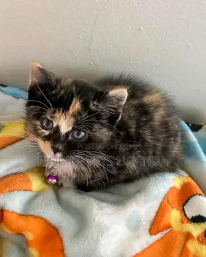 1-3 months Male Purebred American Bobtail