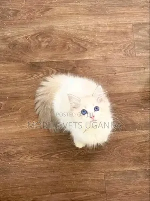 3-6 months Female Purebred American Curl