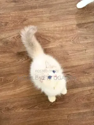 3-6 months Female Purebred Birman