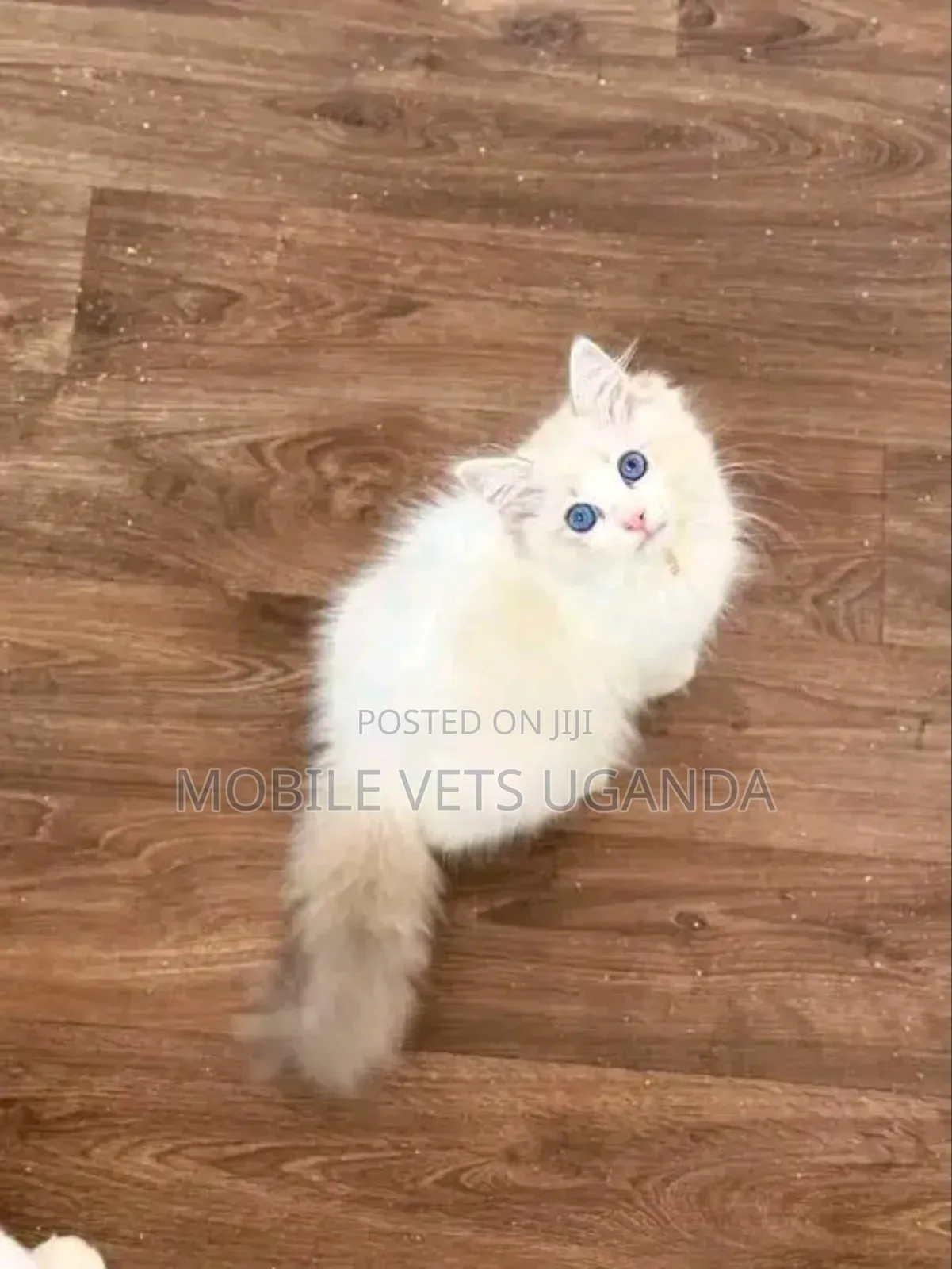 1-3 months Male Purebred Oriental