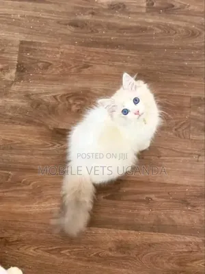1-3 months Male Purebred Oriental
