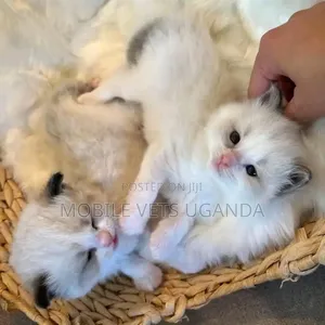 0-1 month Female Purebred Burmese