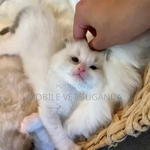 3-6 months Female Purebred Himalayan