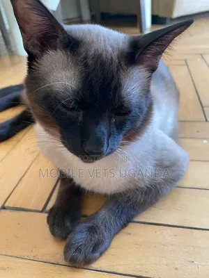 1-3 months Male Purebred Cornish Rex