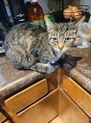 3-6 months Male Purebred Bengal
