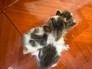0-1 month Female Purebred Somali