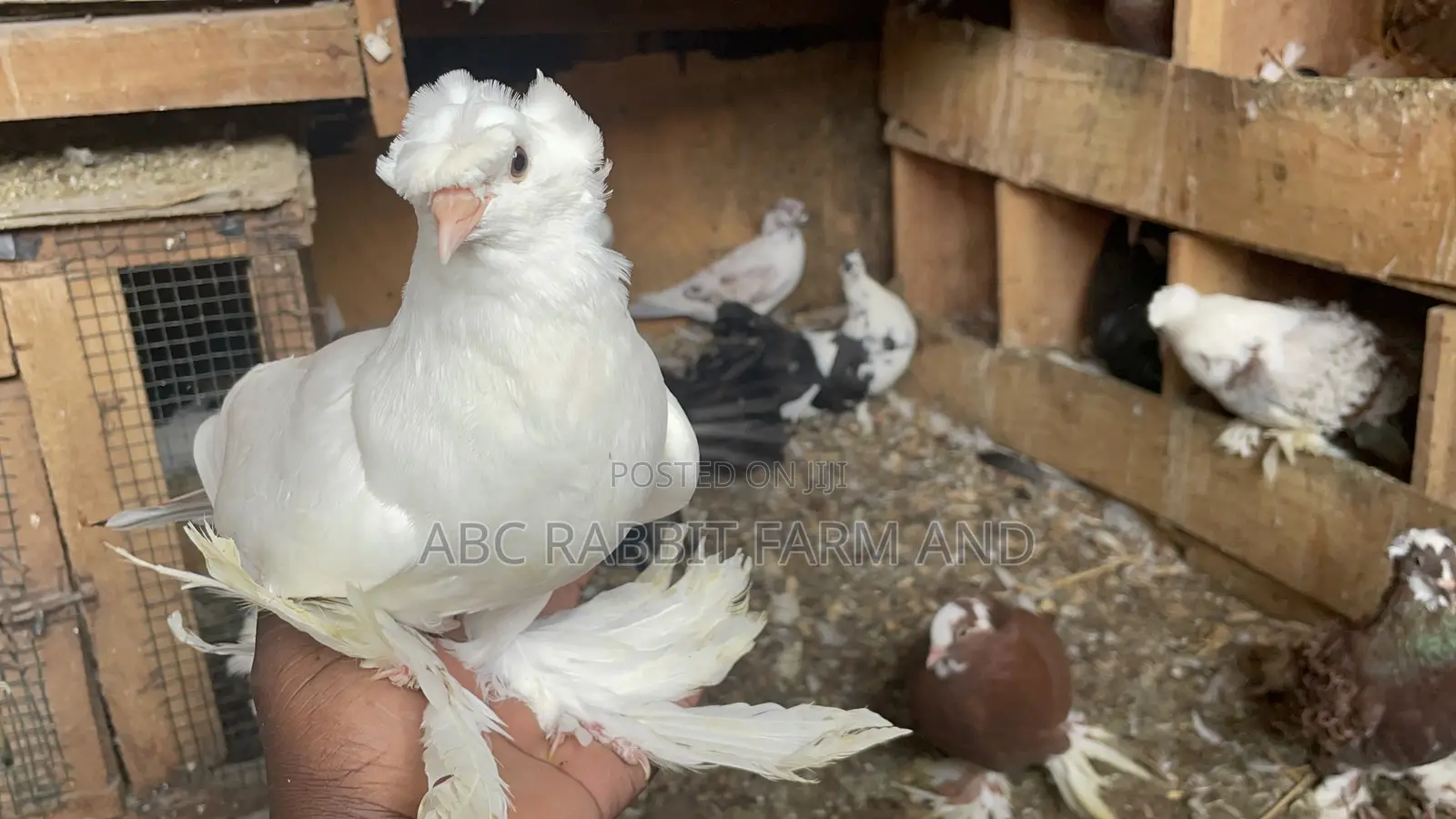German Trumpeter Pigeon