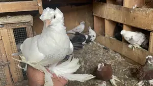 German Trumpeter Pigeon