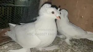 German Trumpeter Pigeon