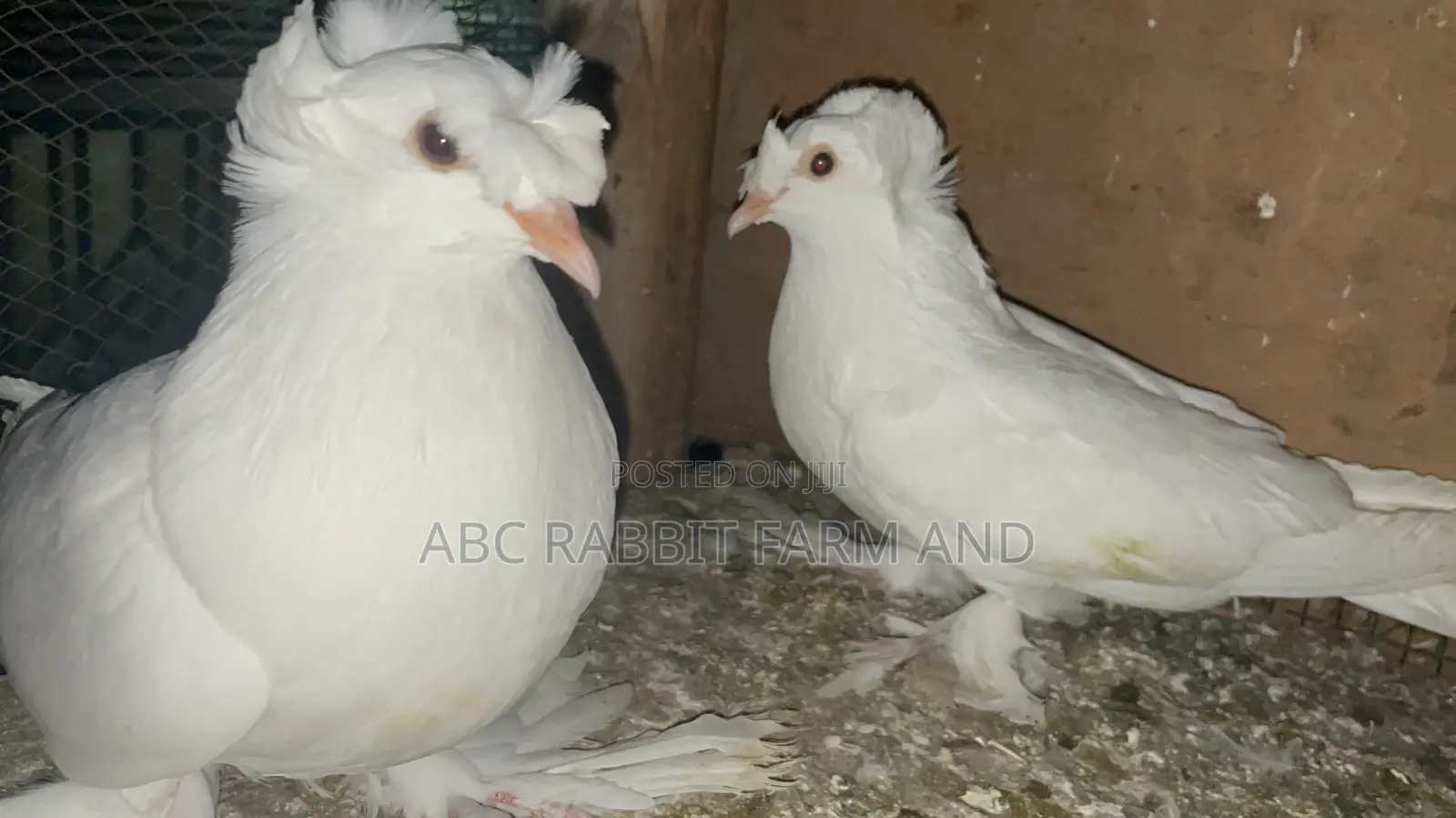 German Trumpeter Pigeon
