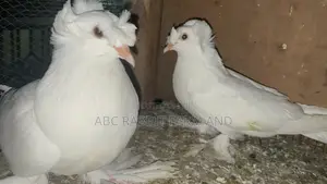 German Trumpeter Pigeon