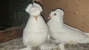 German Trumpeter Pigeon