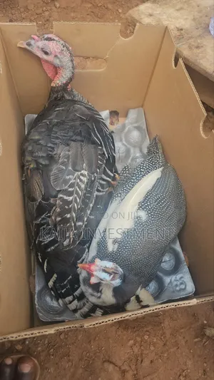 Guinea Fowl and Female Turkey Combo