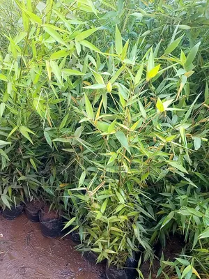 Bamboo Plants
