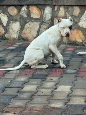 3-6 months Female Purebred American Pit Bull Terrier