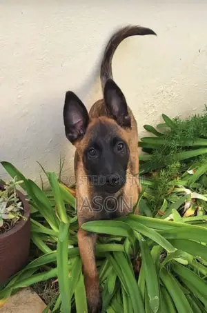 1-3 months Male Purebred Belgian Malinois