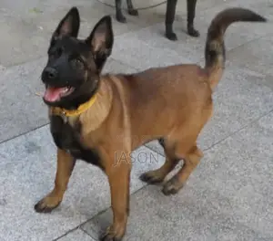 3-6 months Male Purebred Belgian Malinois