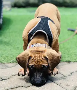 1-3 months Male Purebred Boerboel